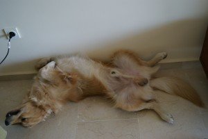 SONY DSC